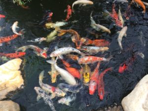 koi pond